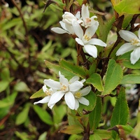 Deutzia gracilis 'Nikko'
